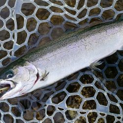 10/16　雨の中でサクラマス連発！ ～フィッシングパーク高島の泉～